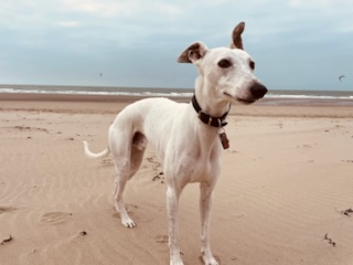 Praxishund Lou, ein Windhund, am Strand