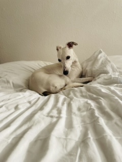 Praxishund Lou, ein Windhund